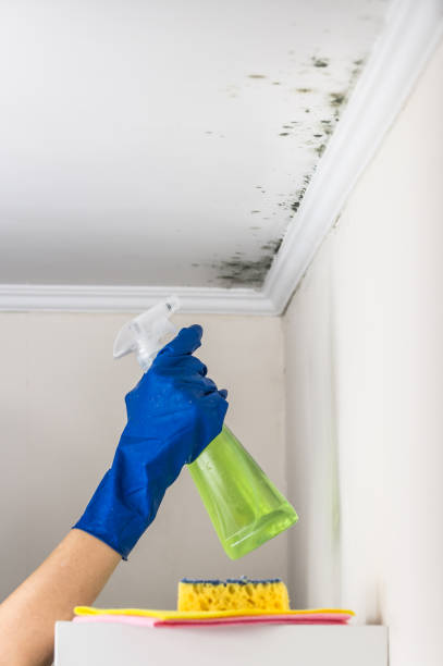 Best DIY Mold Remediation Support Services in Mogul, NV